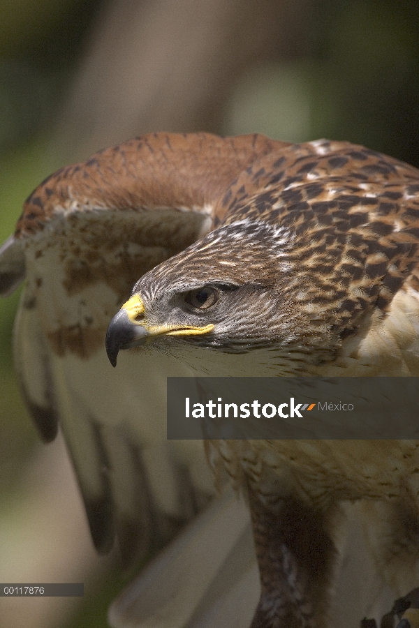 Ferruginosa adulto Hawk (Buteo regalis)