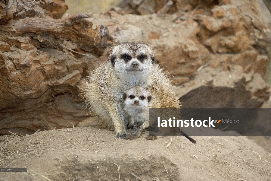 Suricata (Suricata suricatta) madre y el bebé, nativa de África meridional