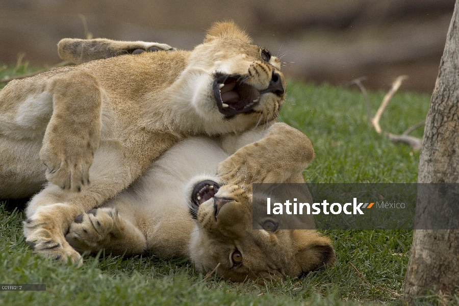 Dos cachorros de León africano (Panthera leo) tocando juntos, nativo de África