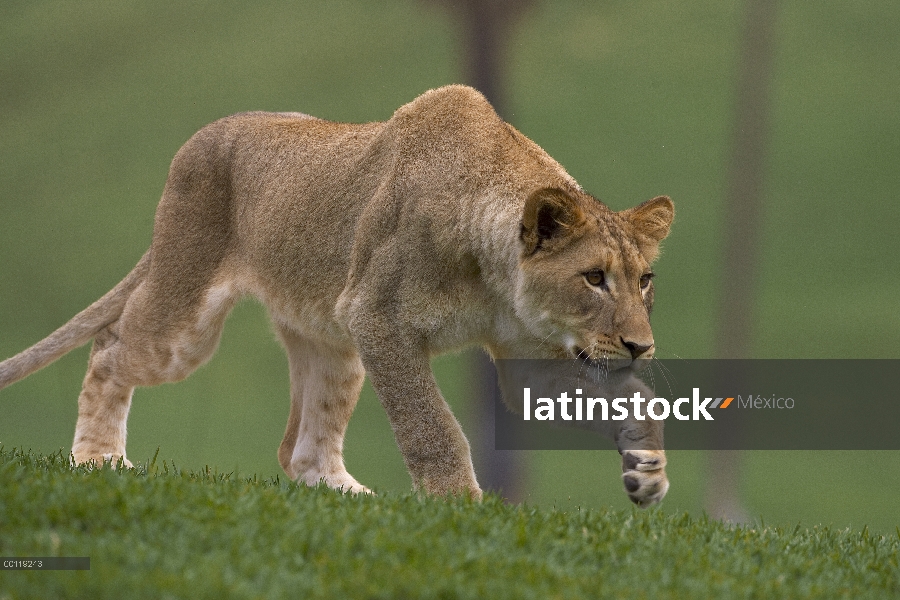 León africano (Panthera leo) León africano joven acecho, nativo de África