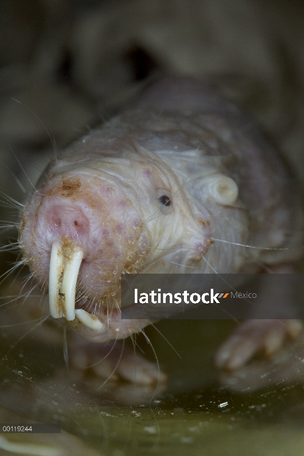 Retrato desnudo de rata topo (Heterocephalus glaber), nativa de Kenia, Etiopía y Somalia