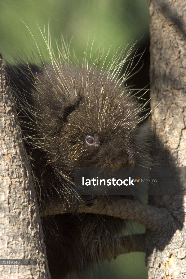 Común adulto puerco espín (Erethizon dorsatum) en árbol, nativo de América del norte