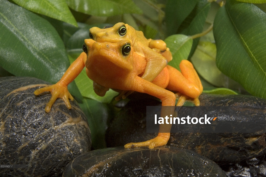 Par Rana Dorada de Panamá (Atelopus zeteki) en amplexus, nativa de Panamá