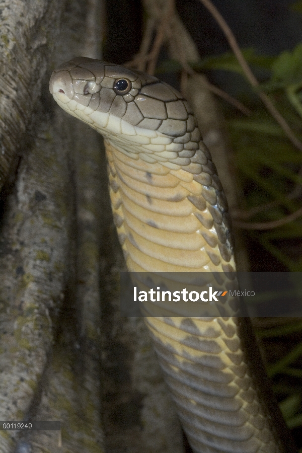 Rey Cobra (Ophiophagus hannah) retrato, venenosa, originaria de Asia