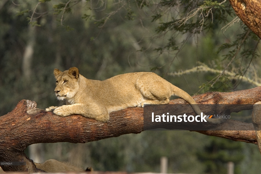 León africano (Panthera leo), Leona africana descansando sobre troncos, nativo de África