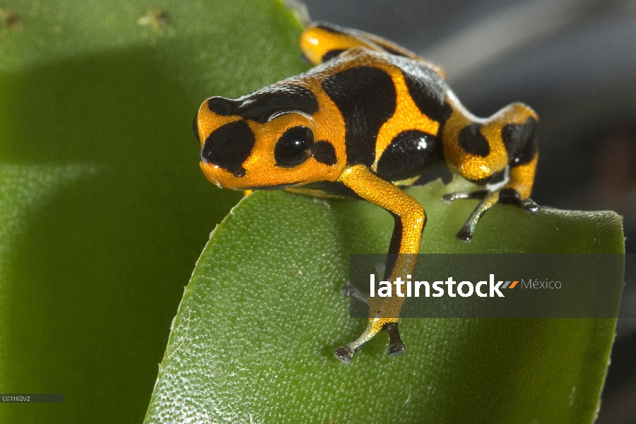 Rana veneno de dardo muestra llamativo color amarillo y negro coloración de advertencia que alerta d