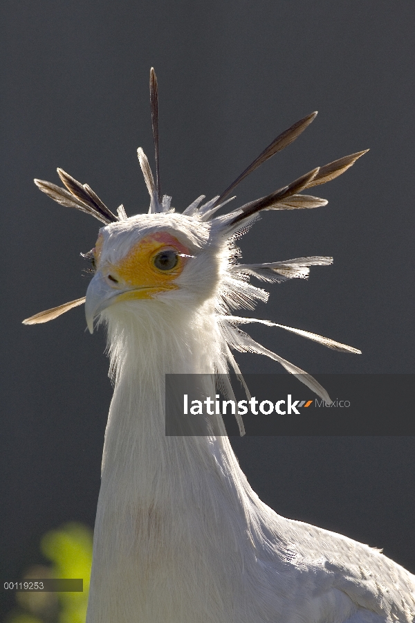 Retrato de pájaro Secretario (Sagittarius serpentarius) mostrando cabeza cresta de plumas, nativo de