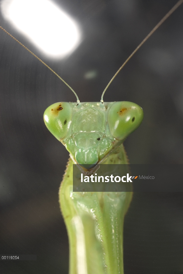 Mantis religiosa (Mantis sp) retrato primer plano de rostro, distribución en todo el mundo