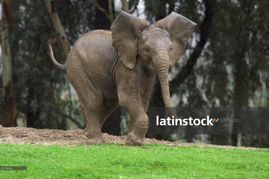 Becerro del elefante africano (Loxodonta africana) en la postura lúdica con orejas hacia fuera y la 