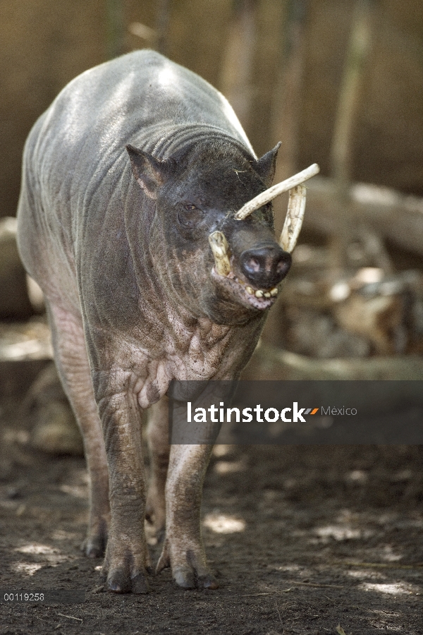 Babirusa (babyrussa de Babyrousa) mostrando los típicos colmillos curvados, nativo de Indonesia