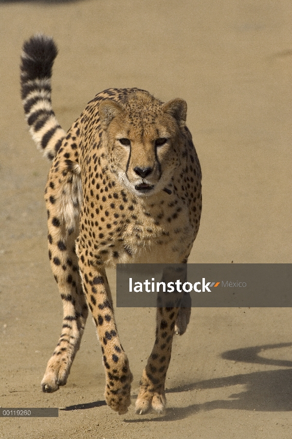 Adulto de guepardo (Acinonyx jubatus) funcionando, nativo de África