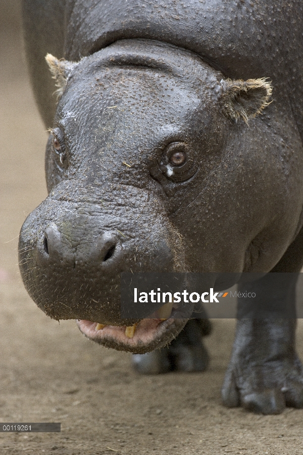 Retrato de Hipopótamo pigmeo (Hexaprotodon liberiensis), nativa de África occidental