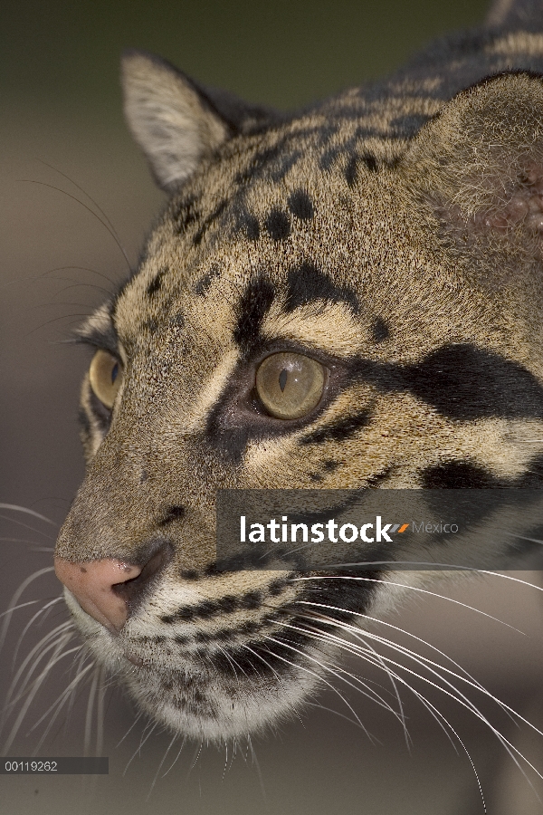 Nublado leopardo (Neofelis nebulosa) primer plano retrato, nativo a Asia Sur-Oriental