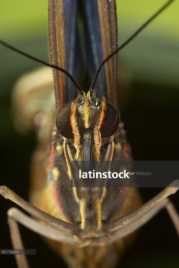 Azul mariposa morfo (Morpho peleides)