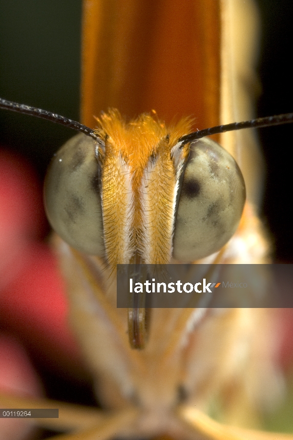 Retrato cerca Julia Butterfly (Dryas iulia) de cara con ojo compuesto, originaria de Brasil, América