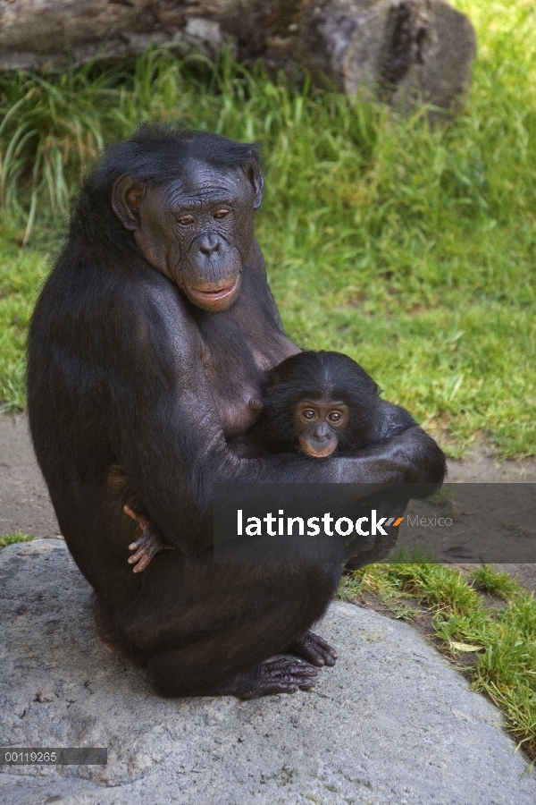 Bonobo (paniscus de la cacerola) madre niño acunando, nativo de África