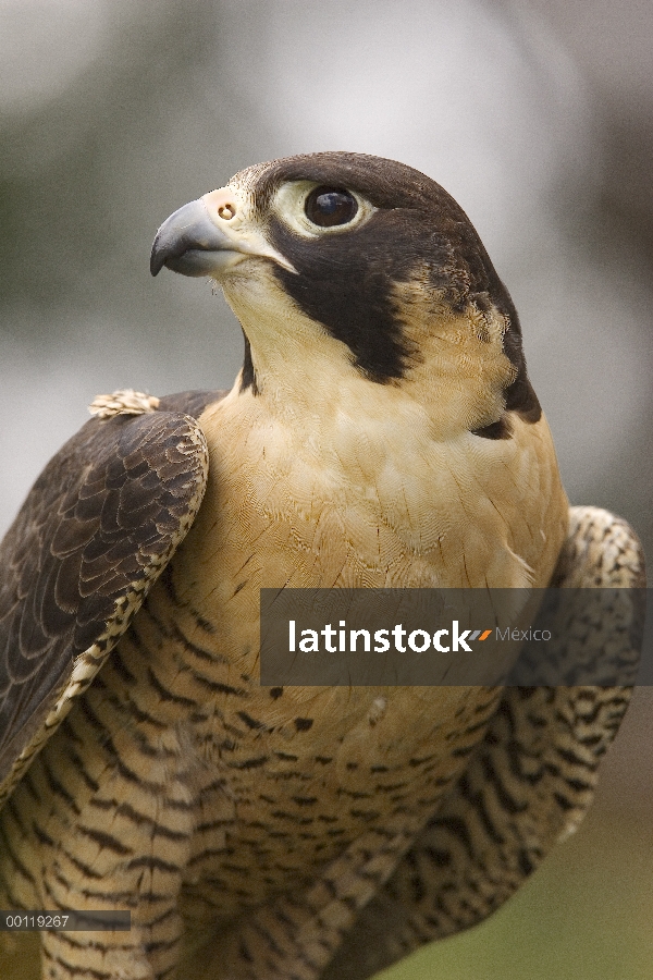 Halcón peregrino (Falco peregrinus) retrato adultos, distribución en todo el mundo