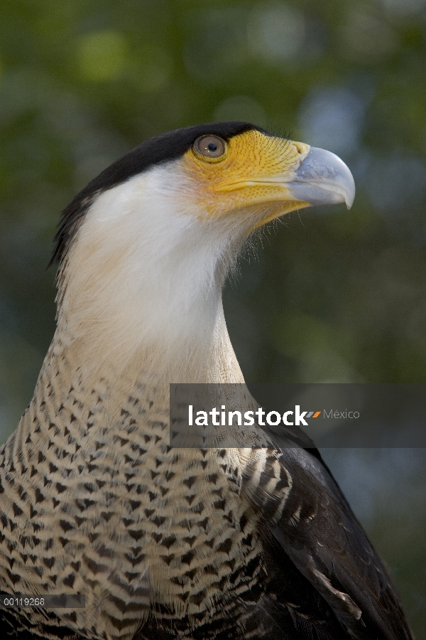 Retrato de Caracara (Caracara plancus) sur, nativo de la región de Pantanal, Brasil