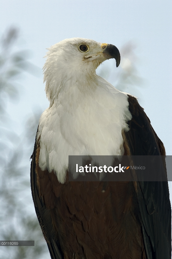 Retrato de águila Africana de los pescados (Haliaeetus vocifer), nativo de África