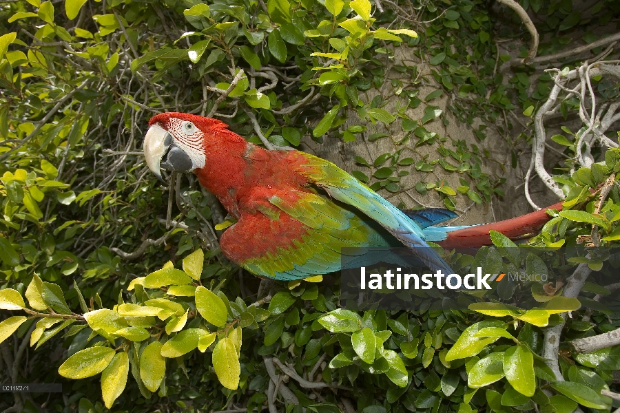 Escarlata adulto Macaw (Ara macao) percha, nativa de América del sur