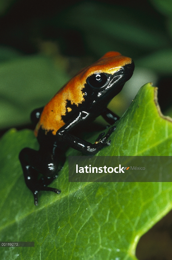 Con respaldo de Splash Rana venenosa (Dendrobates galactonotus) en hoja verde, nativa de Brasil amaz