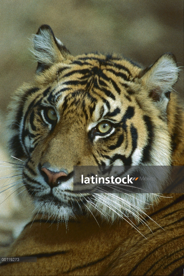 Retrato de mujer delta tigre (Panthera tigris sumatrae) de Sumatra, originaria de Sumatra, Indonesia