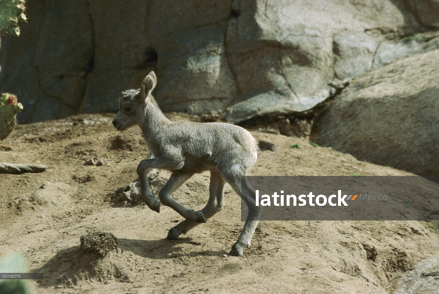 Ovejas de carnero con grandes cuernos del desierto (nelsoni del canadensis de Ovis) funcionando, niñ