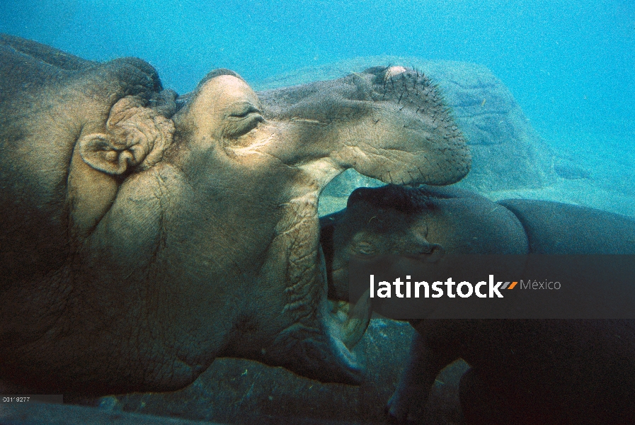 Bebé de África Oriental río hipopótamo (Hippopotamus amphibius kiboko) examen abrir la boca de la ma