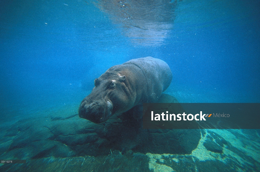 África Oriental río hipopótamo (Hippopotamus amphibius kiboko) bajo el agua, nativo de África