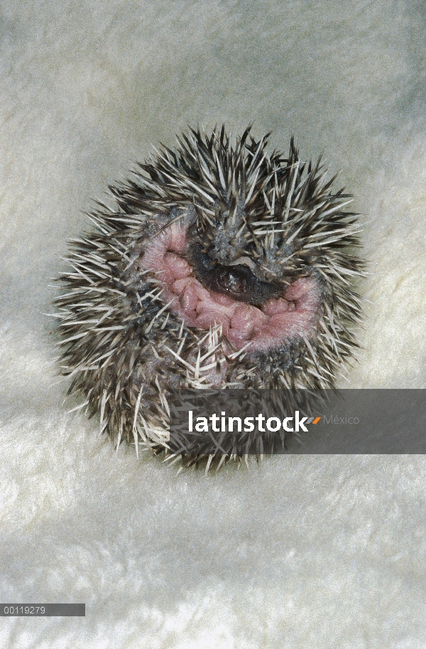 Bebé erizo africano (Atelerix algirus) acurrucado en postura defensiva, nativo de África