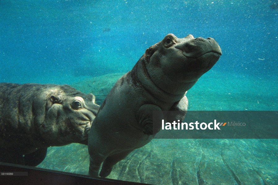 Bebé de África Oriental río hipopótamo (Hippopotamus amphibius kiboko) siendo empujado por madre sub