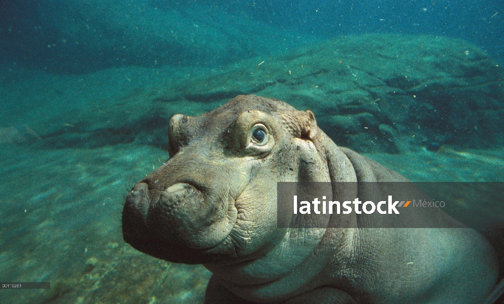 Bebé de África Oriental río hipopótamo (Hippopotamus amphibius kiboko) bajo el agua, nativo de Áfric