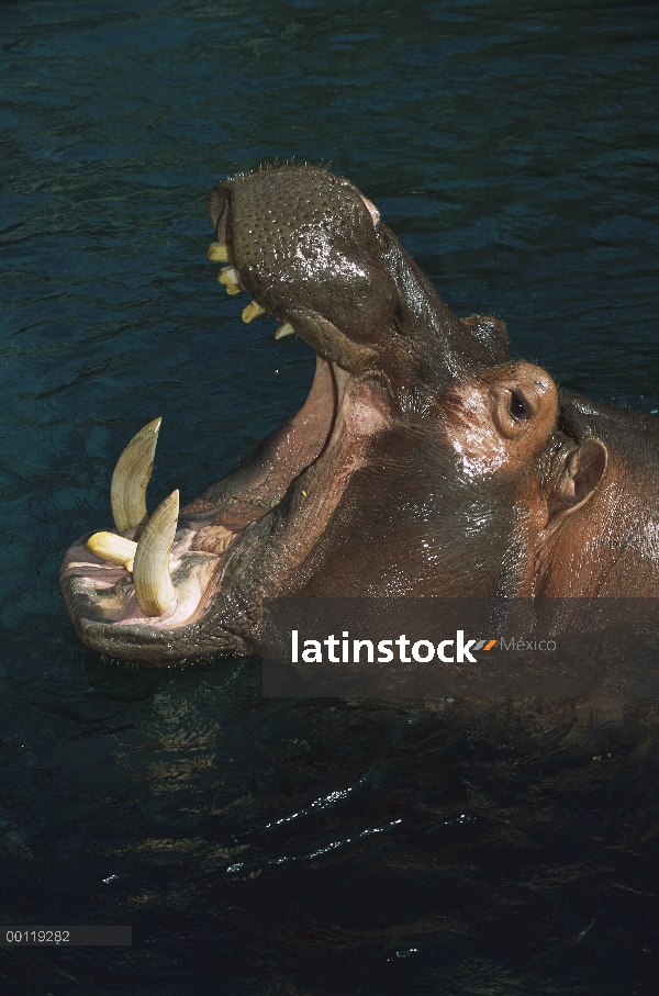 África Oriental río hipopótamo (Hippopotamus amphibius kiboko) con la boca abierta en actitud de ame