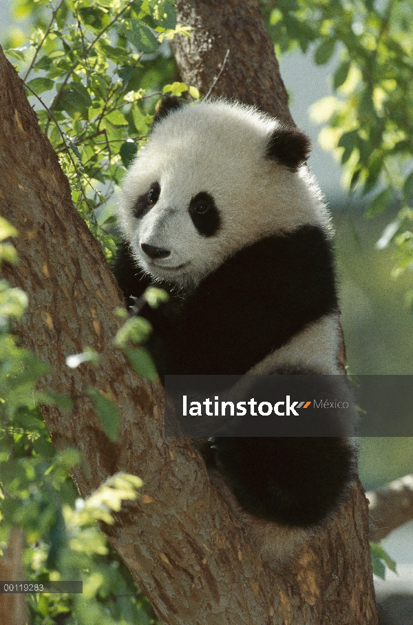 Panda gigante (Ailuropoda melanoleuca) llamado Mei Sheng en exhibición, originario de Asia