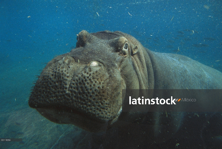 Retrato de África Oriental río hipopótamo (Hippopotamus amphibius kiboko) bajo el agua, nativo de Áf