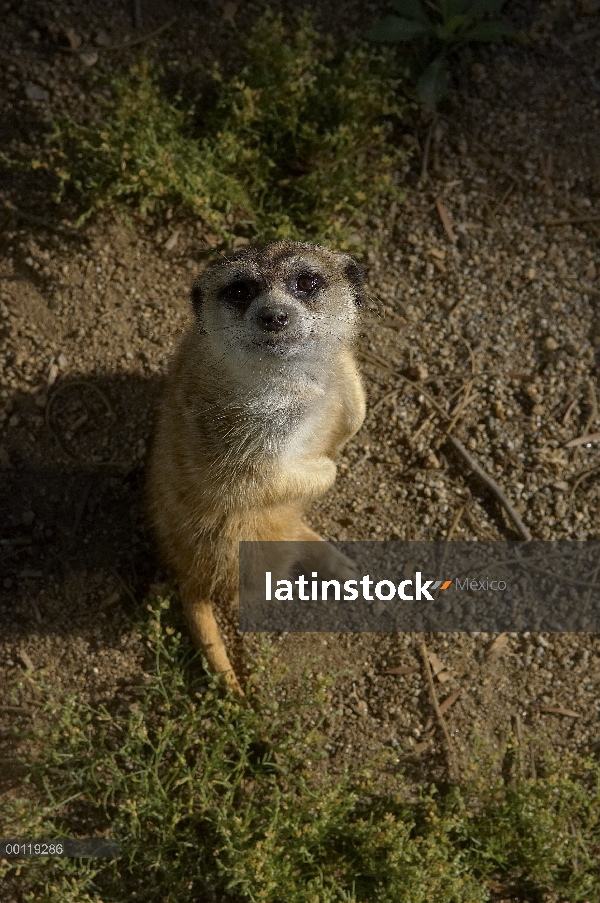 Suricata (Suricata suricatta) mirando fotógrafo, nativa de África del sur