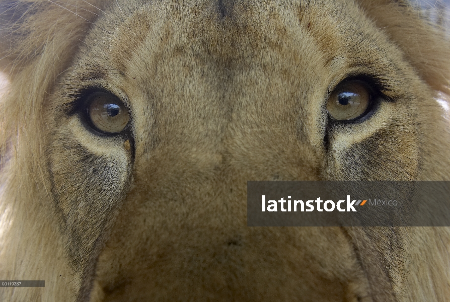 León africano (Panthera leo) cerca de ojos de hombre, nativos de África, amenazados