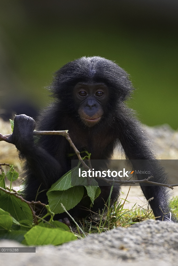 Bonobo (paniscus de la cacerola) bebé jugando con ramita, en peligro de extinción, originaria de Áfr