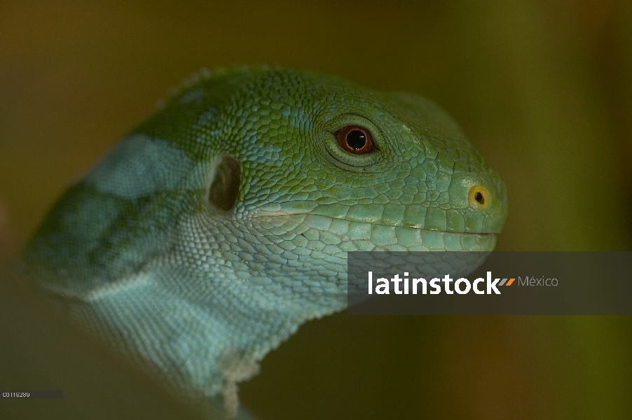 Lado de Iguana congregado de Fiji (Brachylophus fasciatus) ve el retrato de cabeza mostrando oído ab