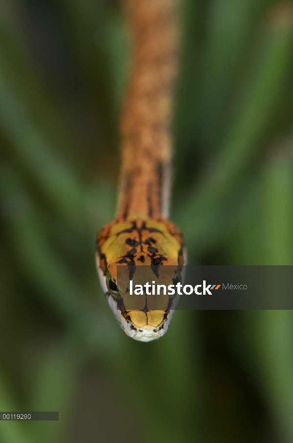 Ramas de vista de la serpiente (Thelotornis capensis) de cabeza desde arriba, originaria de África d