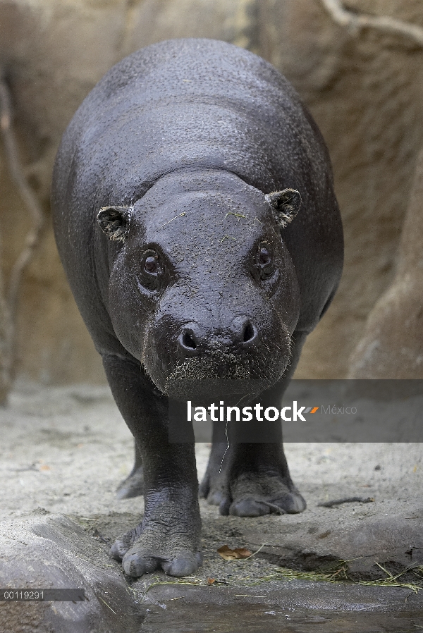 Retrato de Hipopótamo pigmeo (Hexaprotodon liberiensis), en peligro de extinción, originaria de Áfri