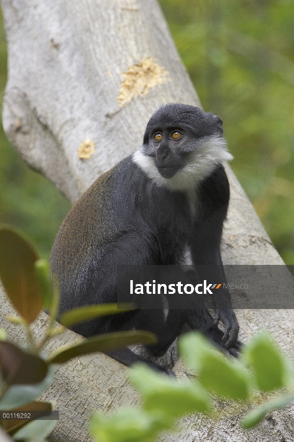 Retrato de (Cercopithecus solatus) de cercopiteco cola de sol, amenazado, nativa de Gabón