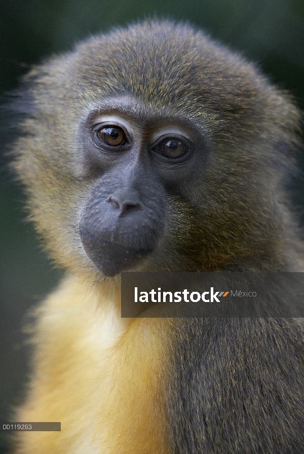 Vientre de oro Mangabey (chrysogaster de Cercocebus) retrato, nativo de Congo