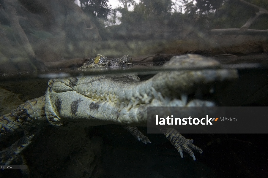 Africano delgado-snouted cocodrilo (Crocodylus cataphractus) mitad submarino, mitad arriba, originar