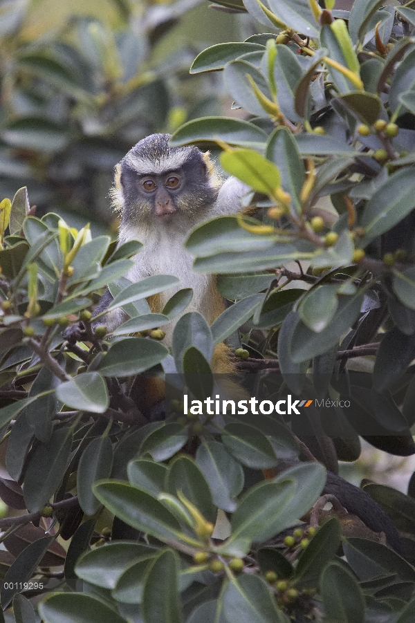 Cercopiteco de lobo (Cercopithecus wolfi) en árbol, nativo de África