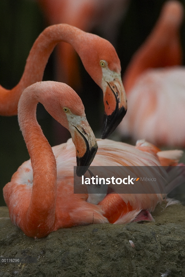 Mayor padre de flamenco (Phoenicopterus ruber) interactuando con chick, nativa del Caribe