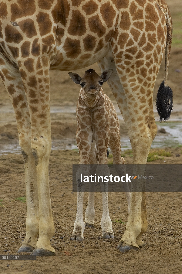 Cría de jirafa de Rothschild (Giraffa camelopardalis rothschildi) escondidos bajo la madre, originar