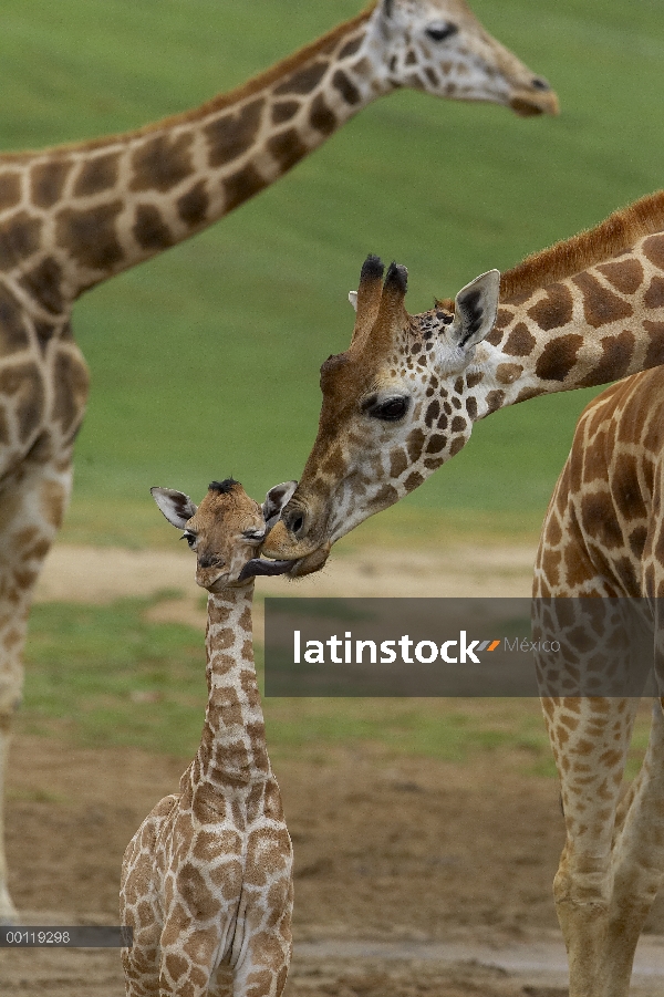 Jirafa de Rothschild (Giraffa camelopardalis rothschildi) madre becerro beso, nativo de África