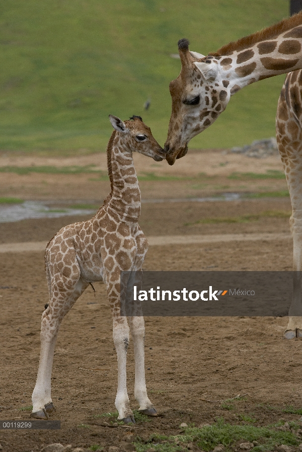 Jirafa de Rothschild (Giraffa camelopardalis rothschildi) madre becerro beso, nativo de África