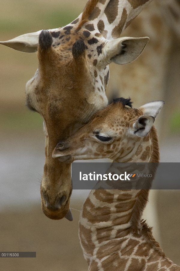 Jirafa de Rothschild (Giraffa camelopardalis rothschildi) madre acariciando el becerro, nativo de Áf